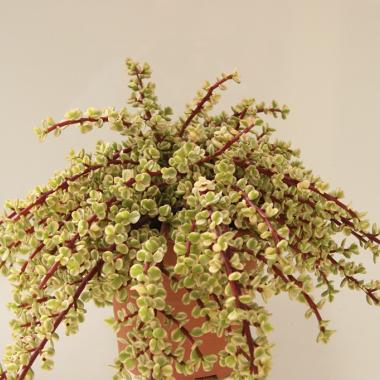 Portulacaria afra variegata